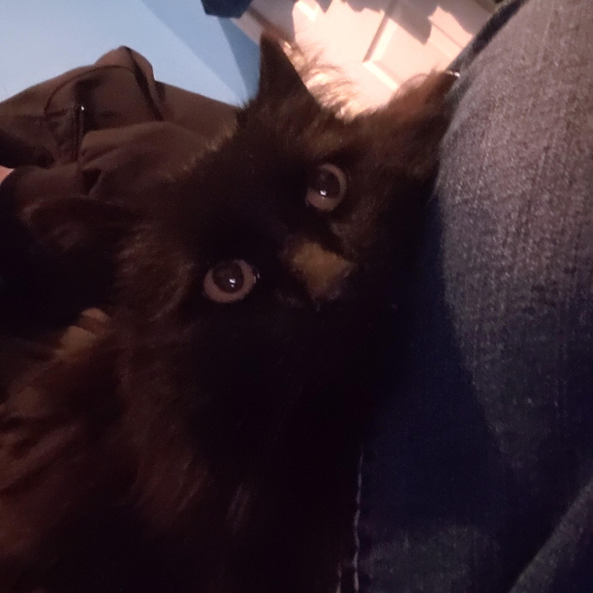 Perry, an adopted Domestic Long Hair in Lemoyne, PA image 6/6