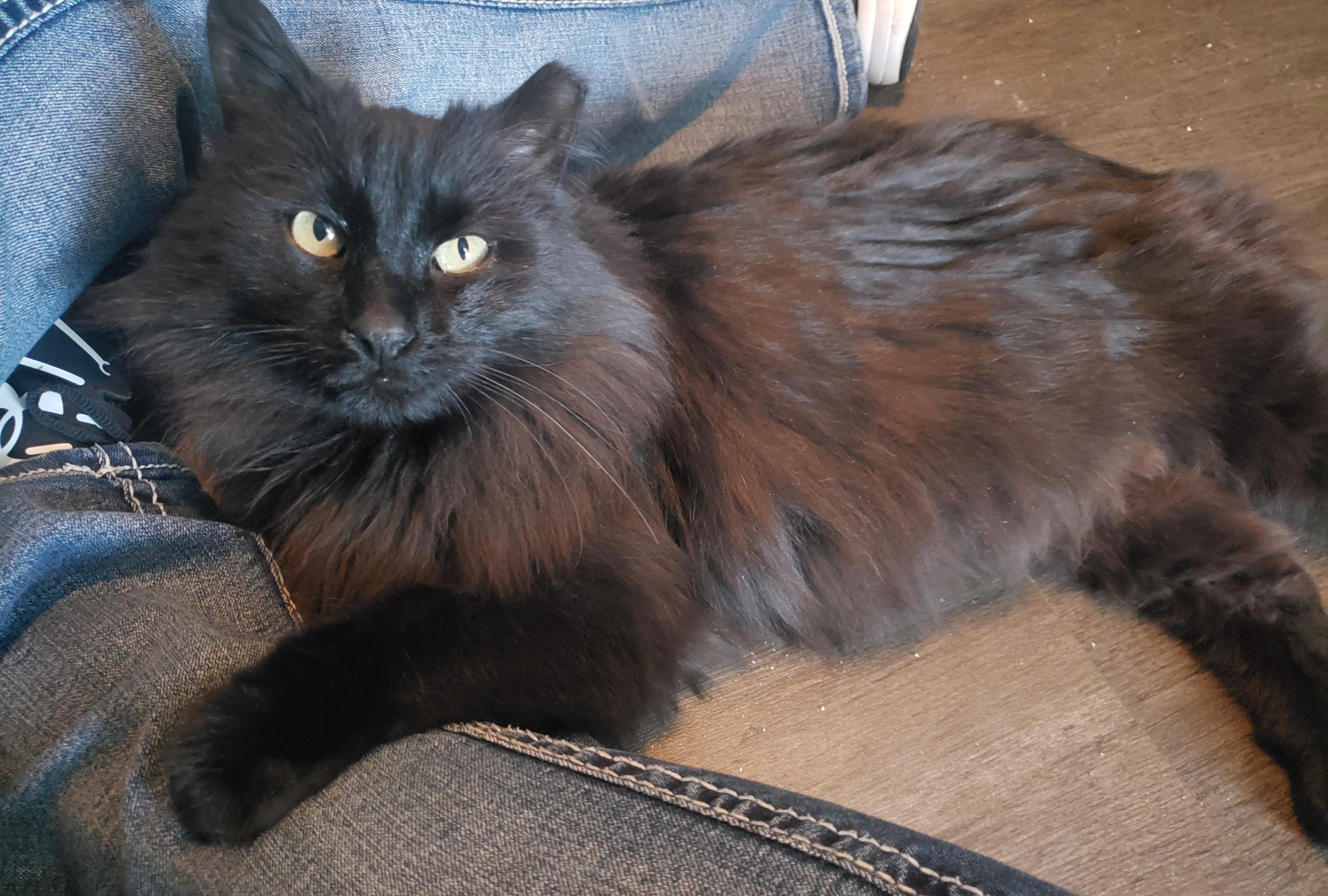 Perry, an adopted Domestic Long Hair in Lemoyne, PA image 1/6