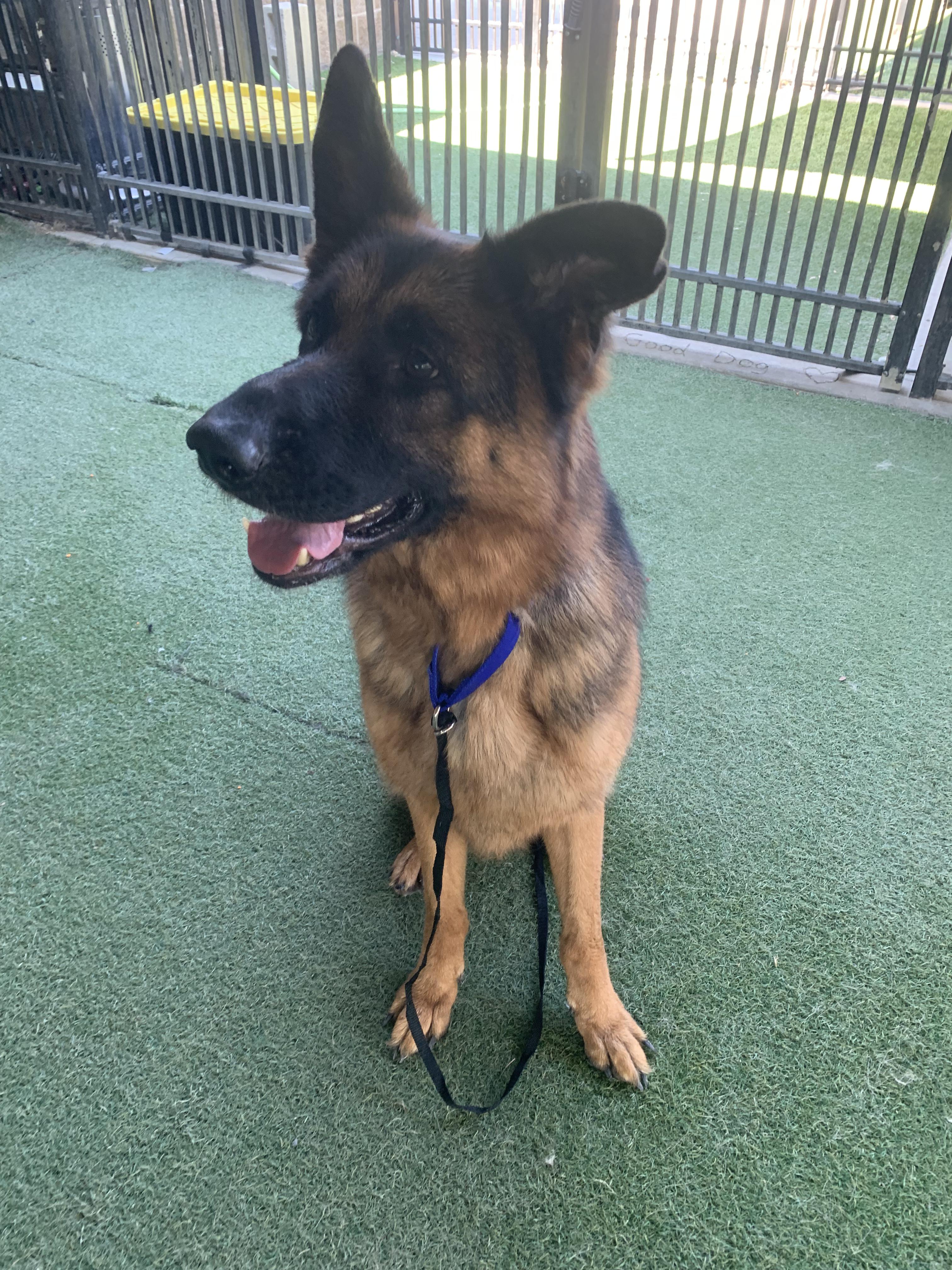 Enlarge Zorro, a Adoptable German Shepherd Dog in Grass Valley, CA image 4/4