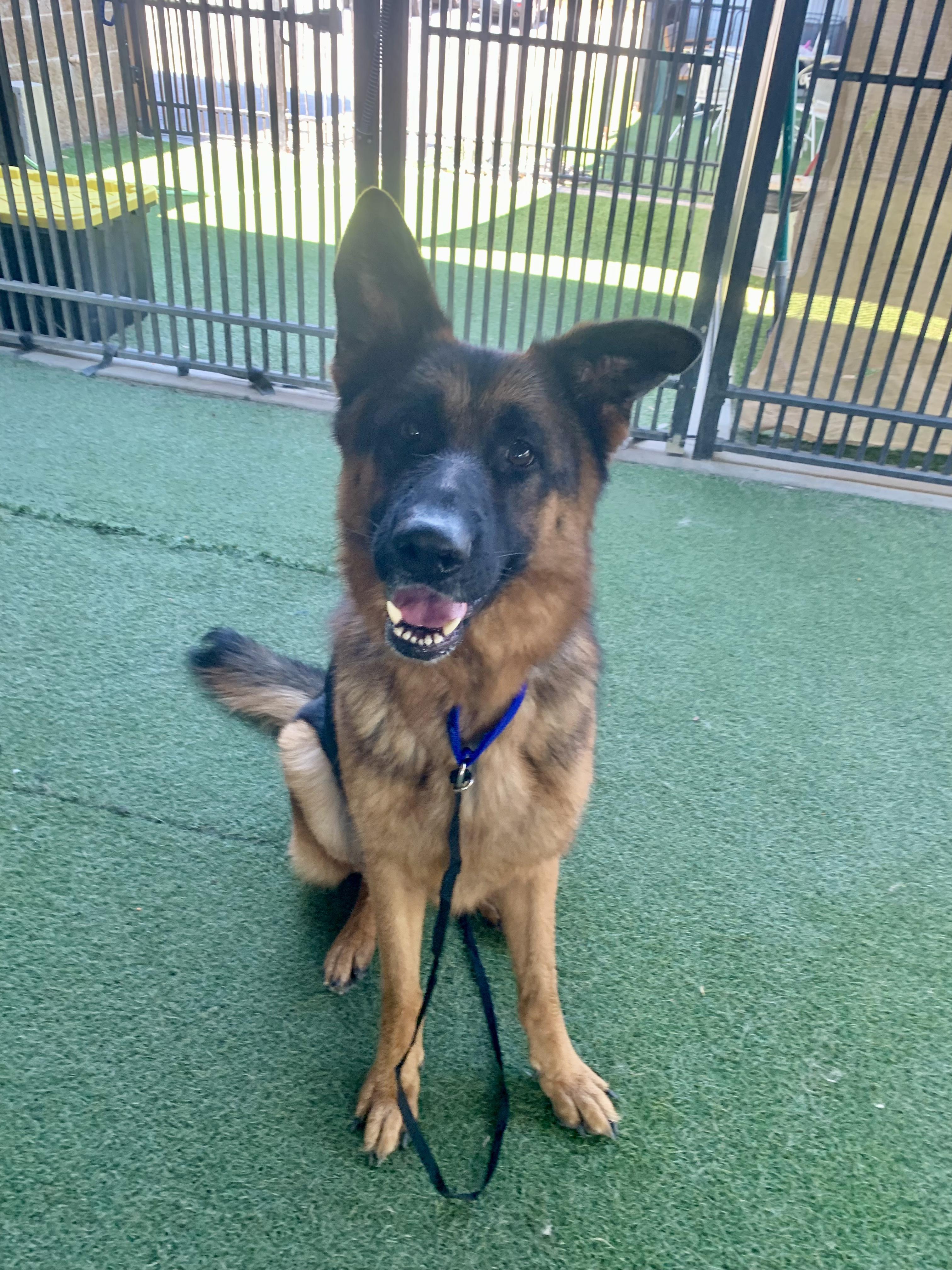 Zorro, Adoptable, Adult Male German Shepherd Dog.