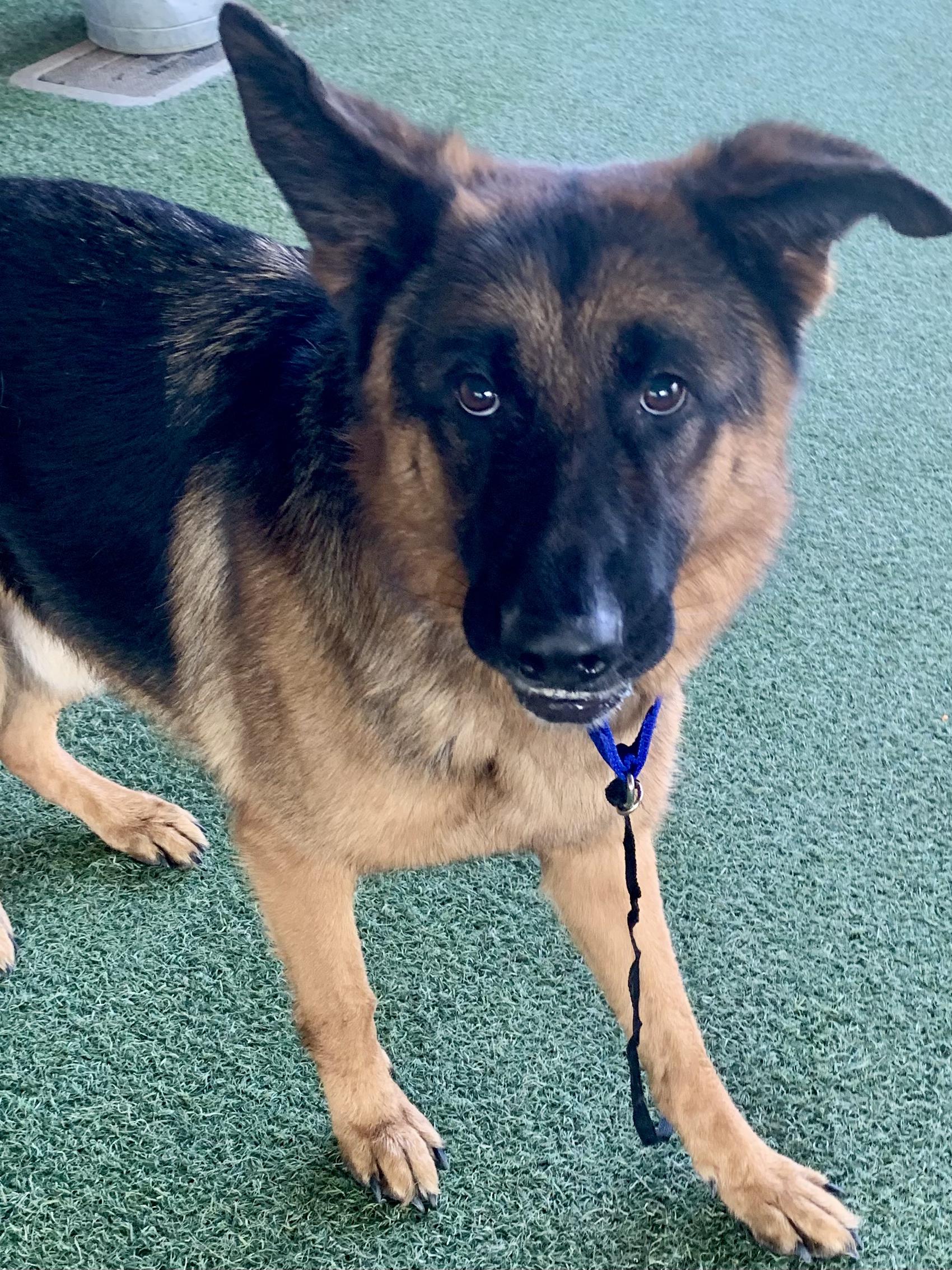 Enlarge Zorro, a Adoptable German Shepherd Dog in Grass Valley, CA image 3/4