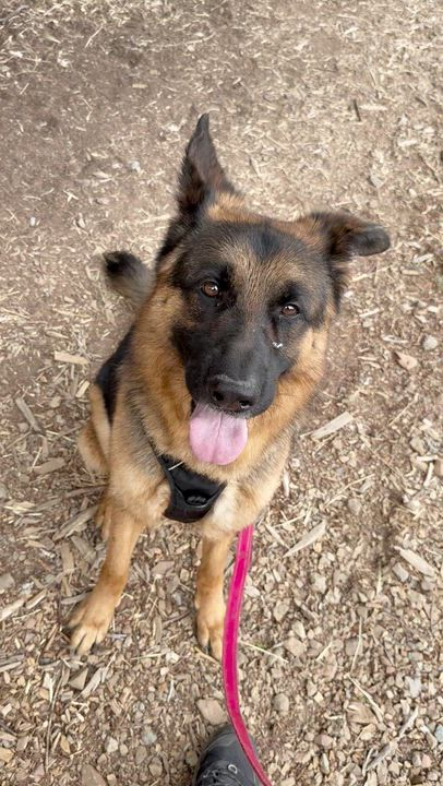 Enlarge Zorro, a Adoptable German Shepherd Dog in Grass Valley, CA video 2/4