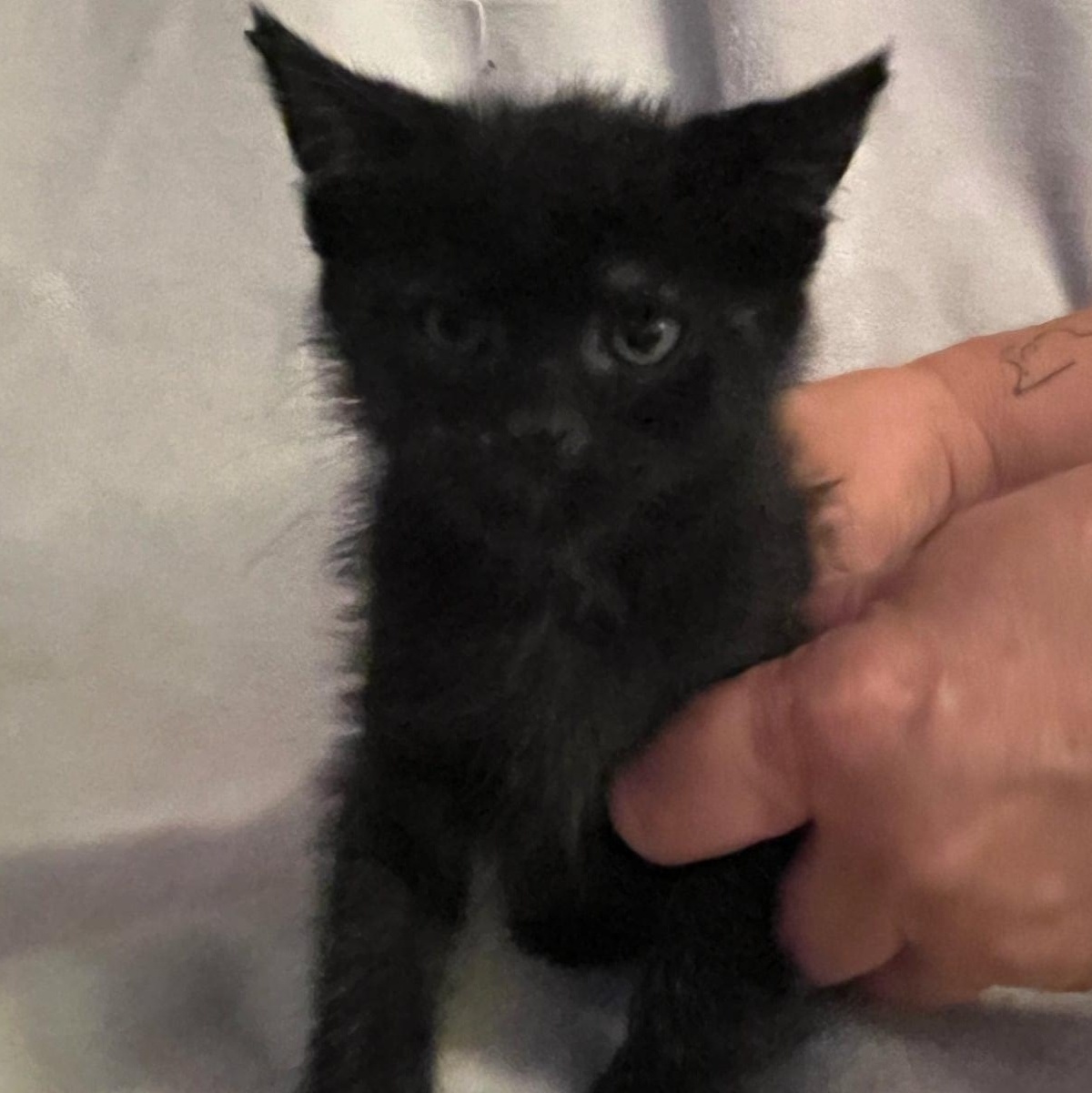 Enlarge Riley, a Adoptable Domestic Short Hair in Minneapolis, MN image 1/1