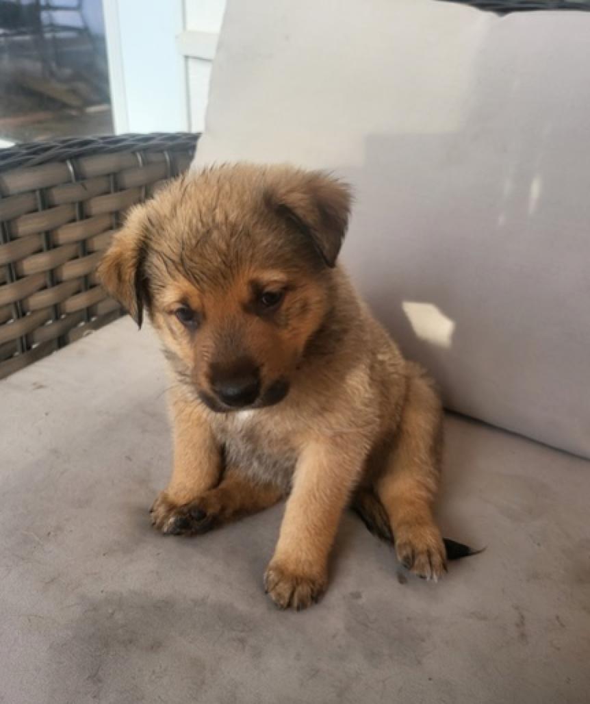 Enlarge Hugo, an adopted mixed breed in Calgary, AB image 1/2