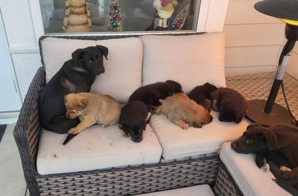 Enlarge Hugo, an adopted mixed breed in Calgary, AB image 2/2