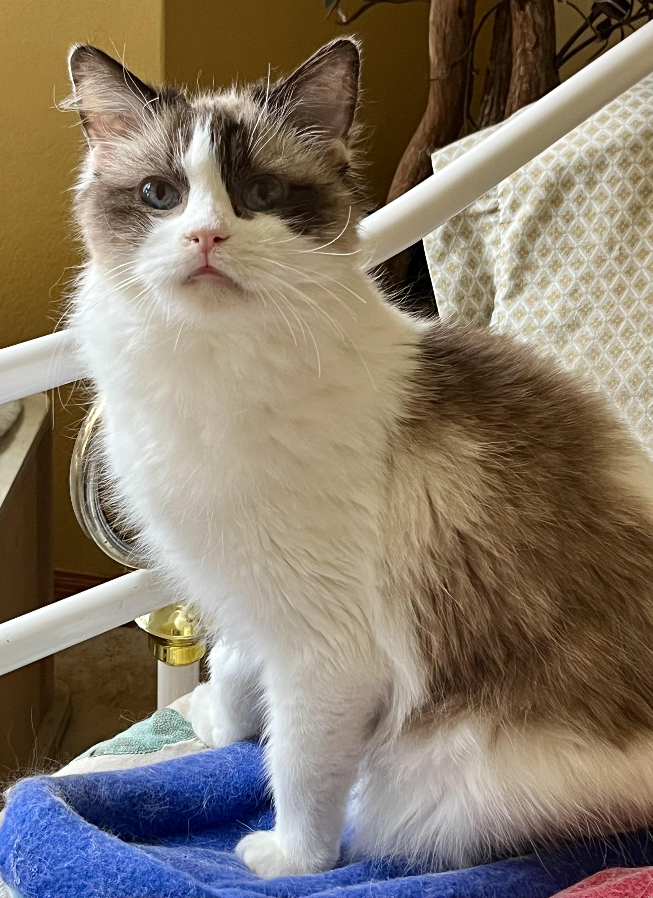 HALLE, an adopted Ragdoll in OshKosh, WI image 1/3