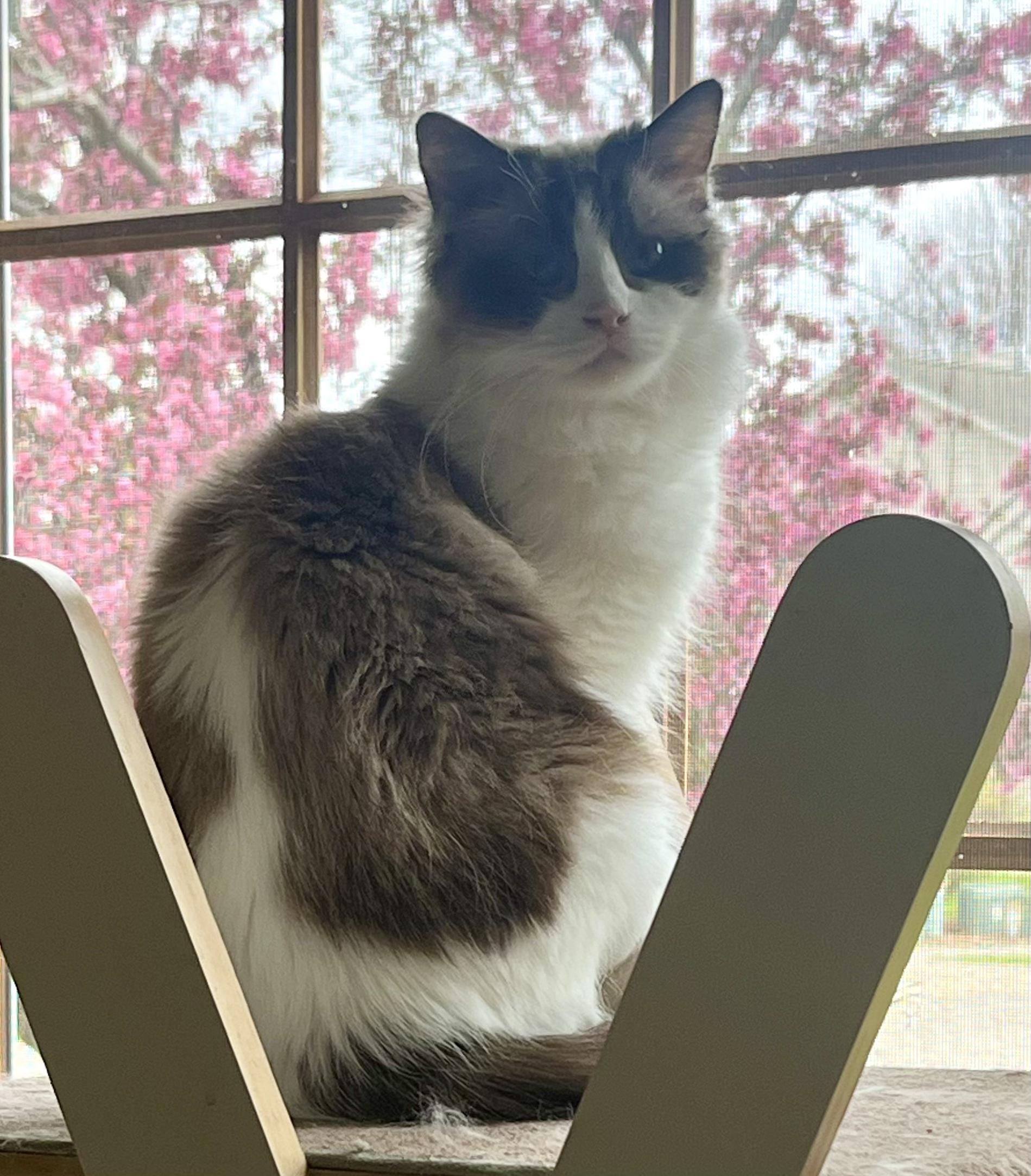 HALLE, an adopted Ragdoll in OshKosh, WI image 2/3