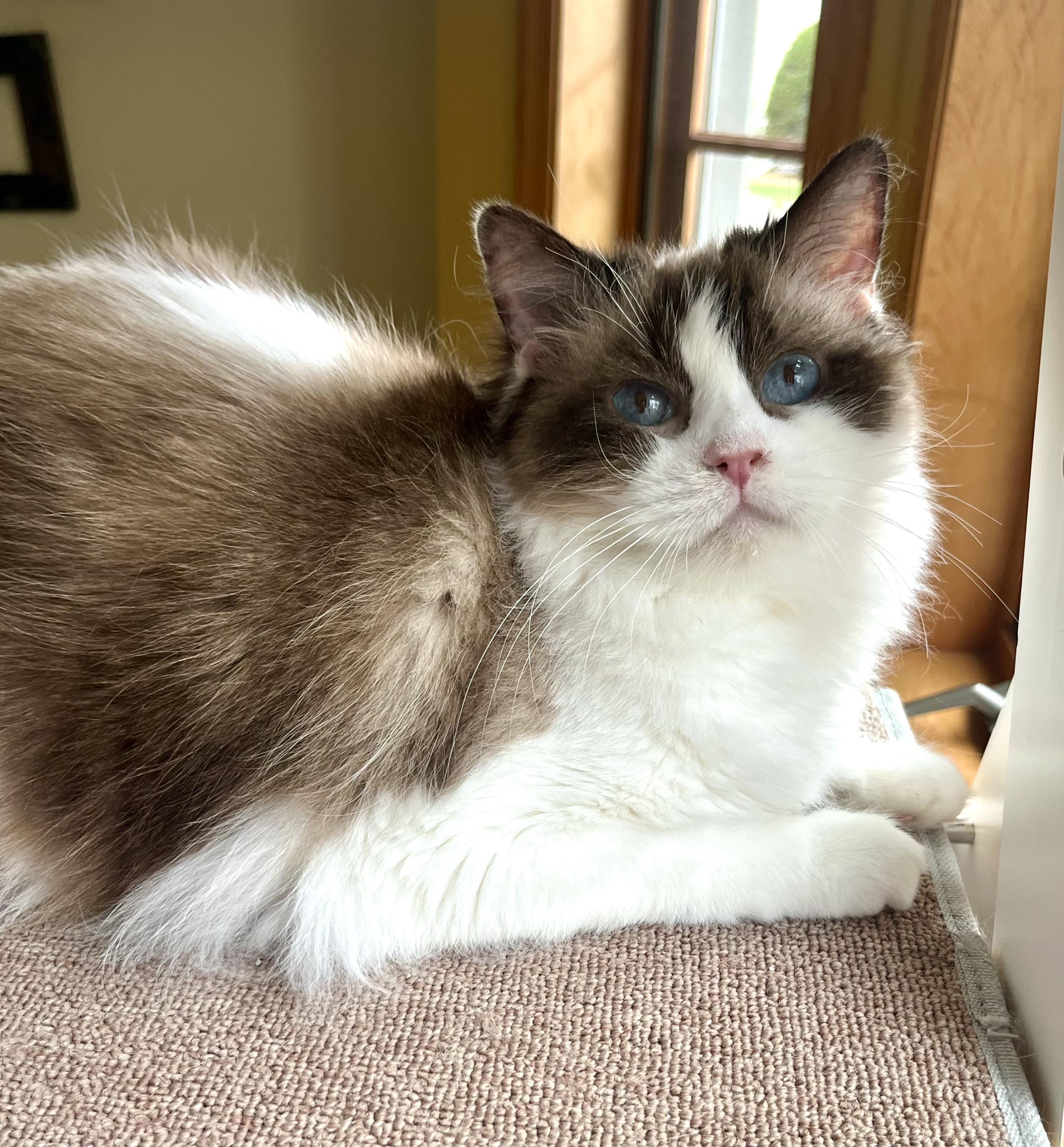 HALLE, an adopted Ragdoll in OshKosh, WI image 3/3