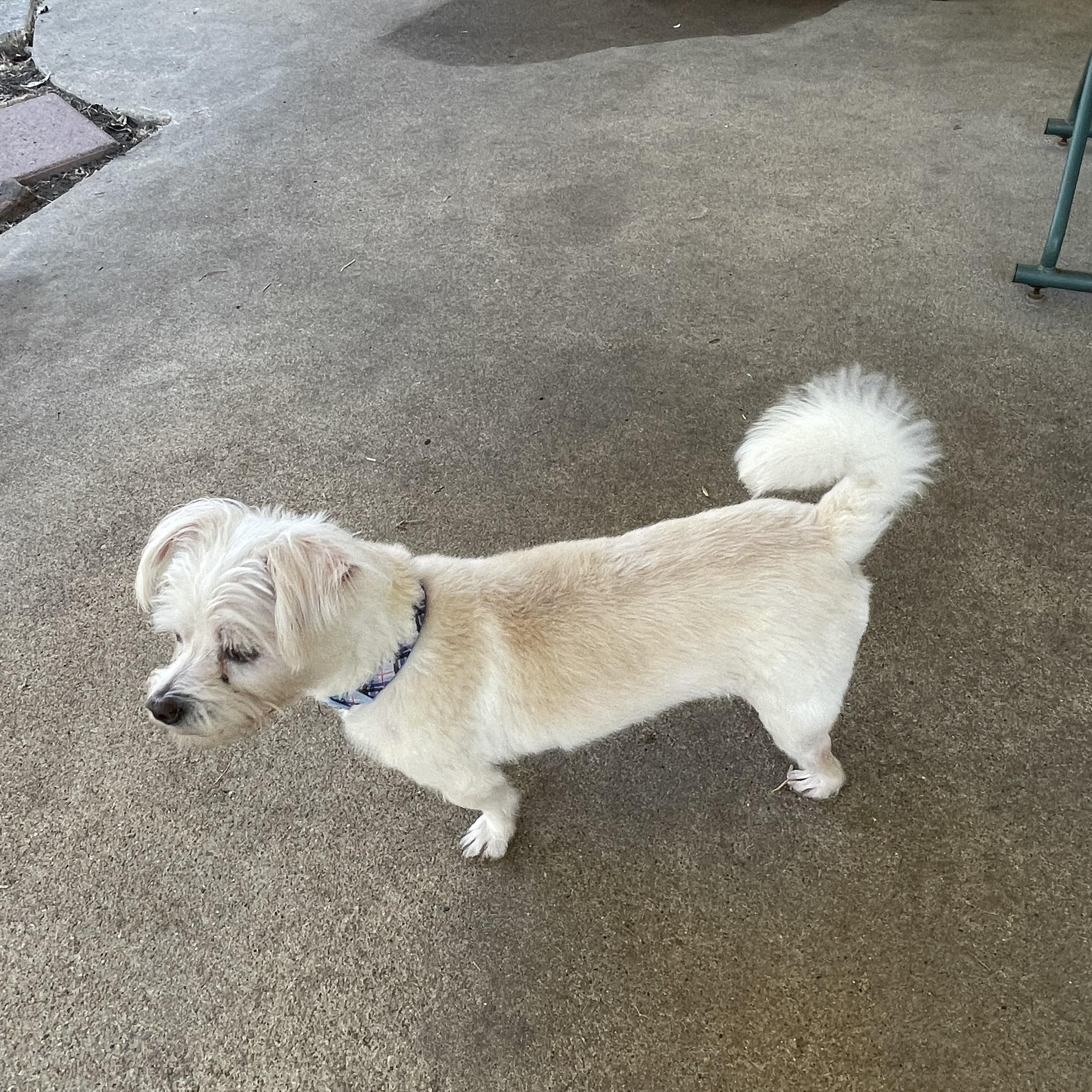 ROSCOE (Sweet, Loving, Lap Dog, Always By Your Side)