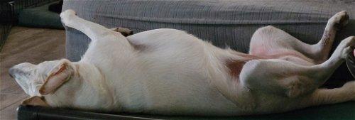 Enlarge Kalei, a Adoptable mixed breed in Spring, TX image 2/6