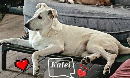 Enlarge Kalei, a Adoptable mixed breed in Spring, TX image 3/6