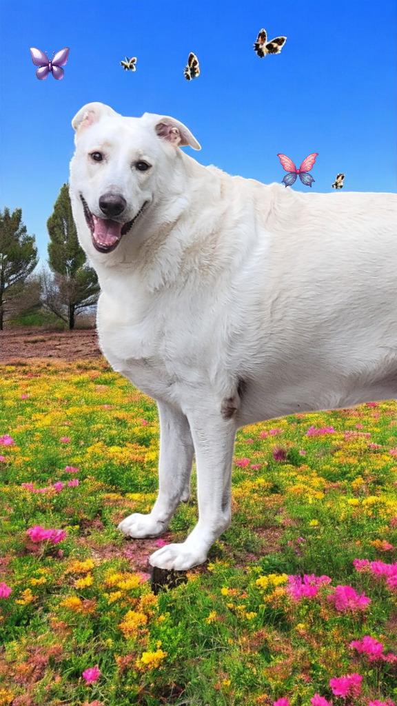 Enlarge Kalei, a Adoptable mixed breed in Spring, TX image 4/6