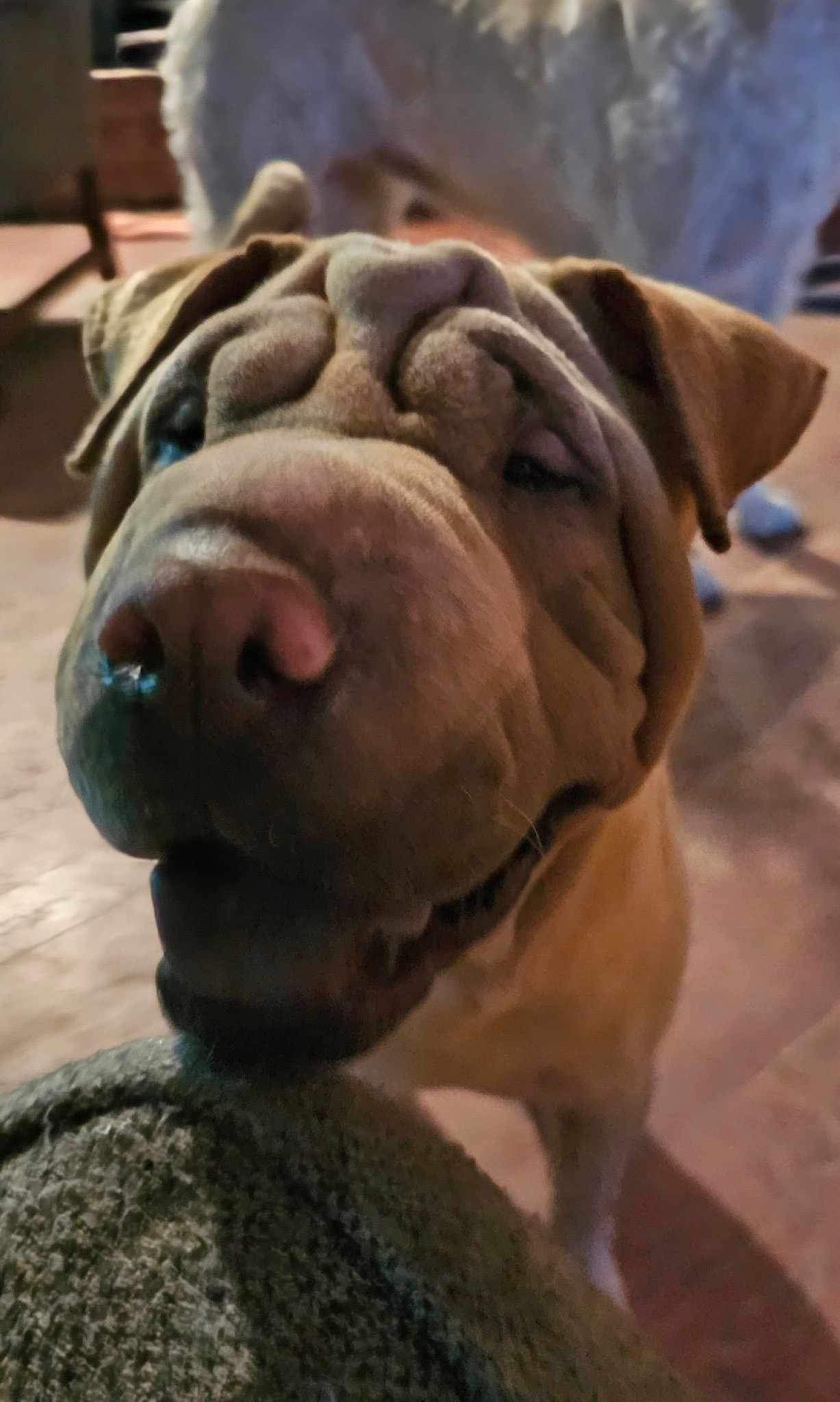 Leslie Wrinkles