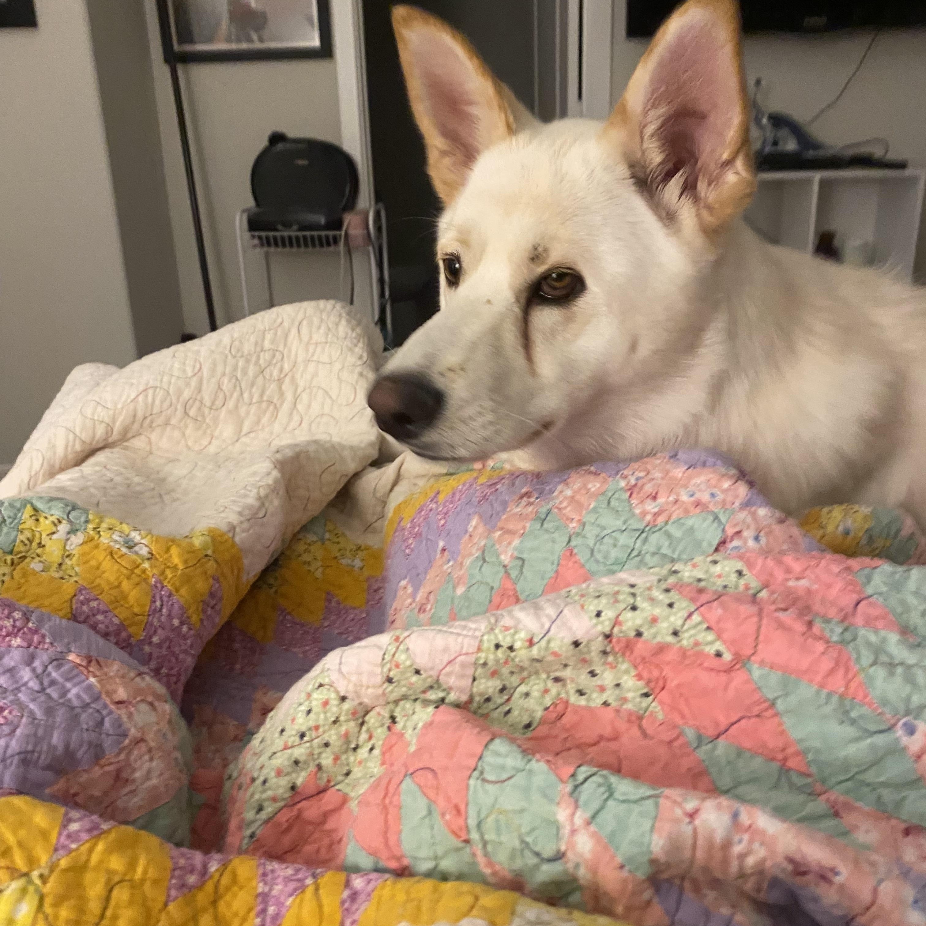 Enlarge Princess Snow, a Adoptable mixed breed in Denver, CO image 5/6