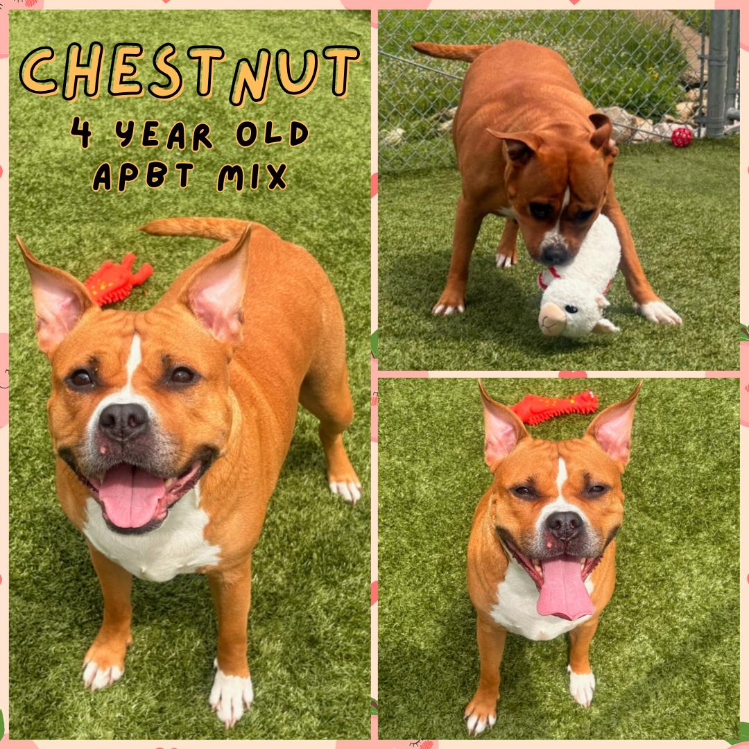 Enlarge Chestnut, a Adoptable mixed breed in Franklin, IN image 1/1