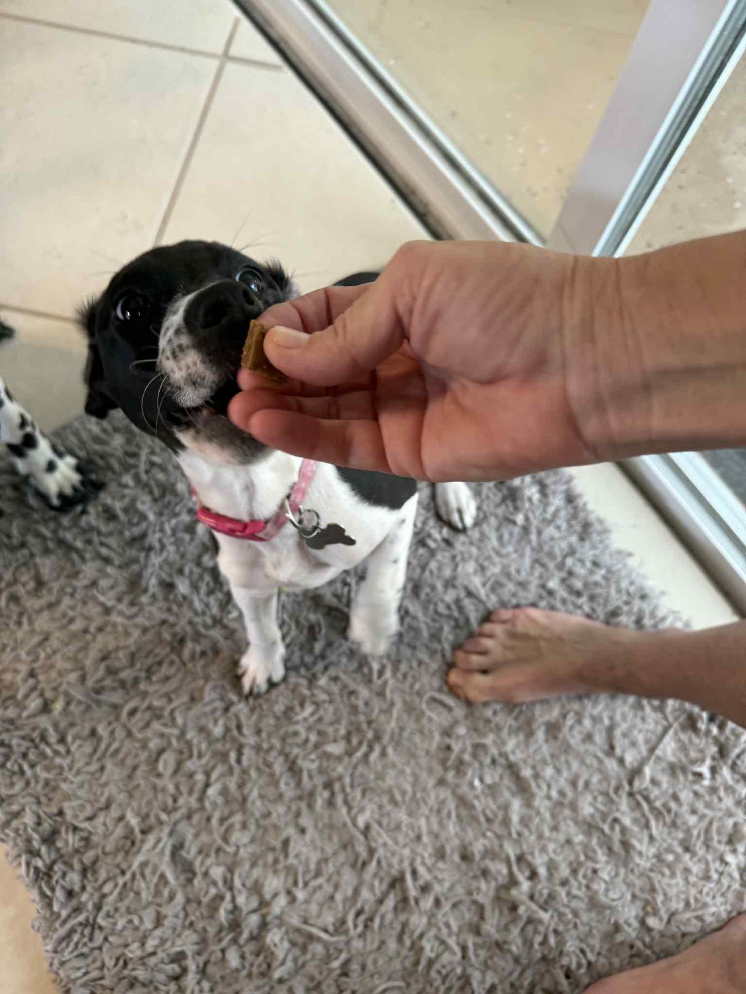 Pearl, a Adopted mixed breed in Palm Bay, FL image 2/4