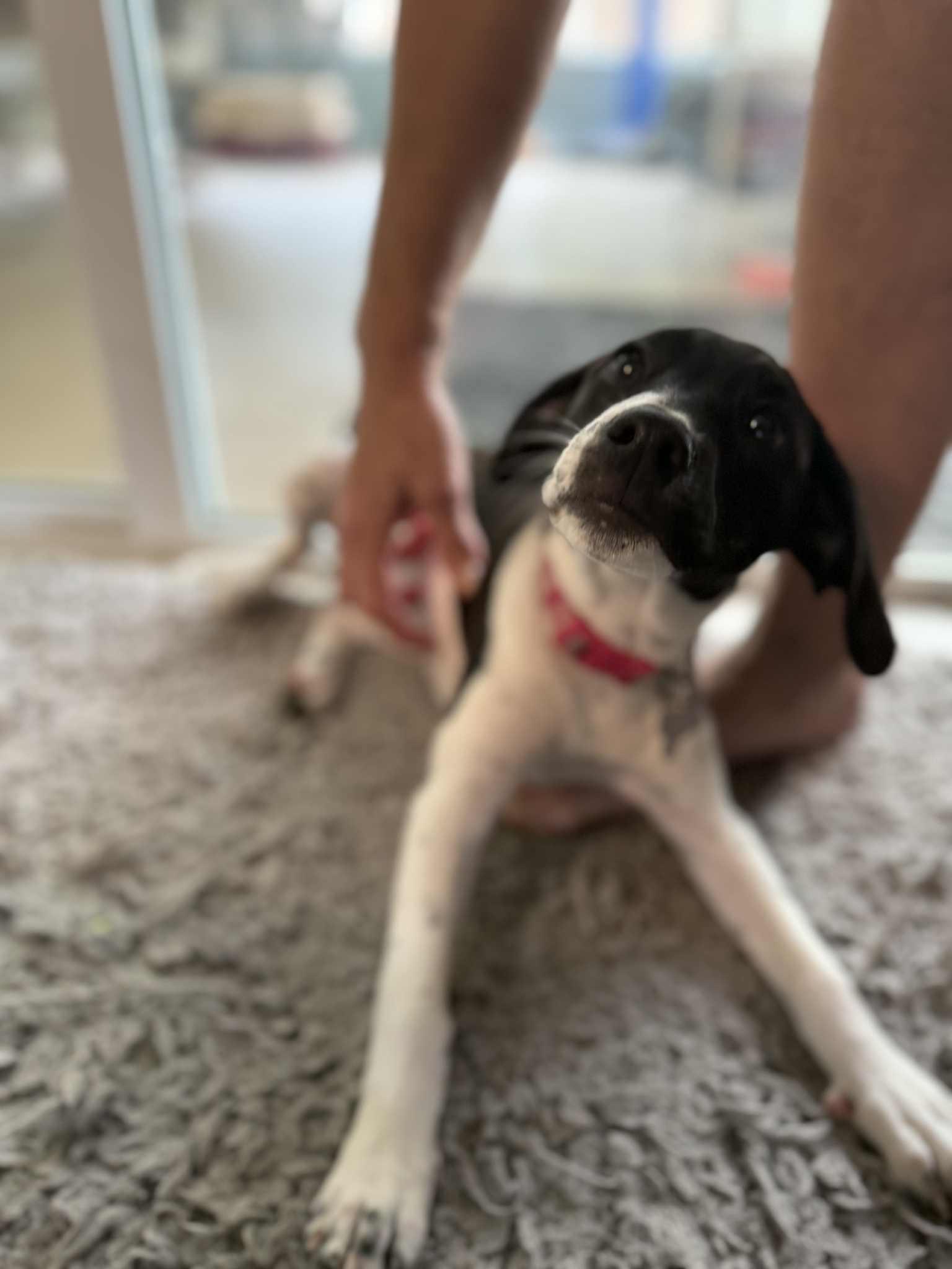 Pearl, a Adopted mixed breed in Palm Bay, FL image 3/4