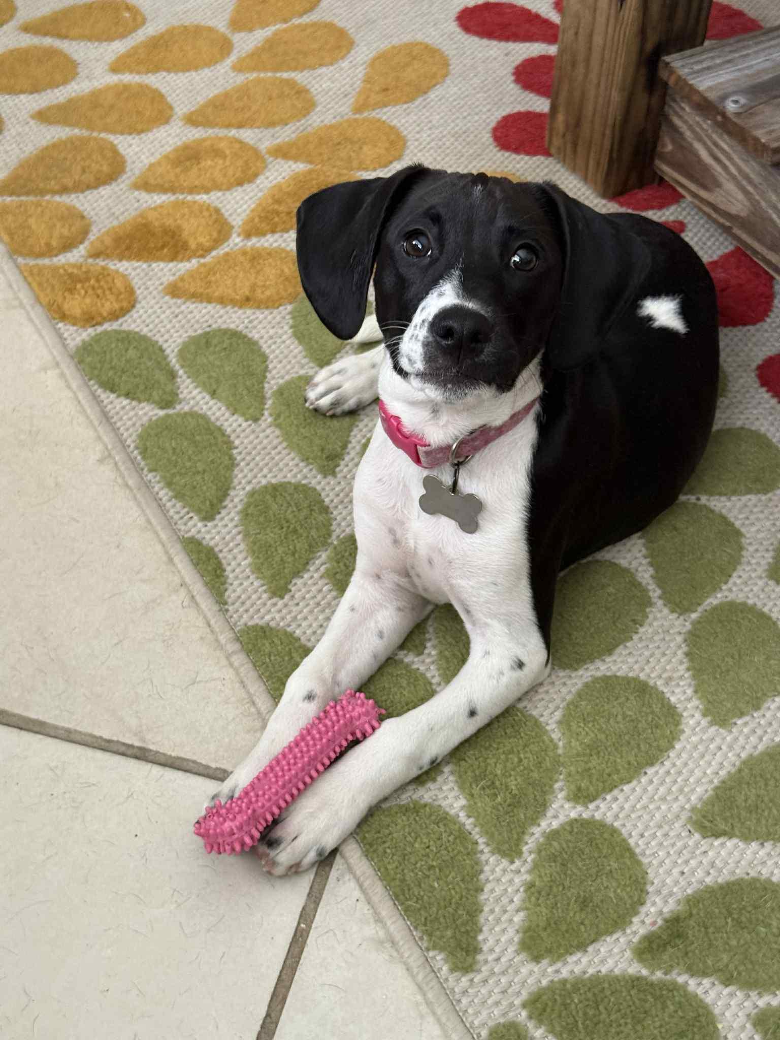 Pearl, a Adopted mixed breed in Palm Bay, FL image 1/4