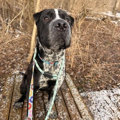 Soul, Adoptable, Adult Male Shar-Pei & Pit Bull Terrier.