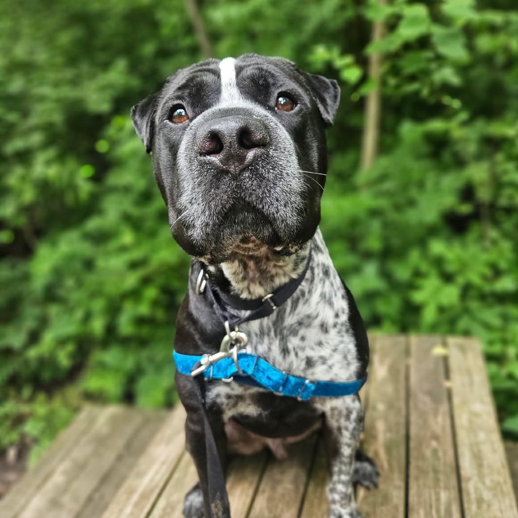Enlarge Soul, a Adoptable mixed breed in Indianapolis, IN image 2/6