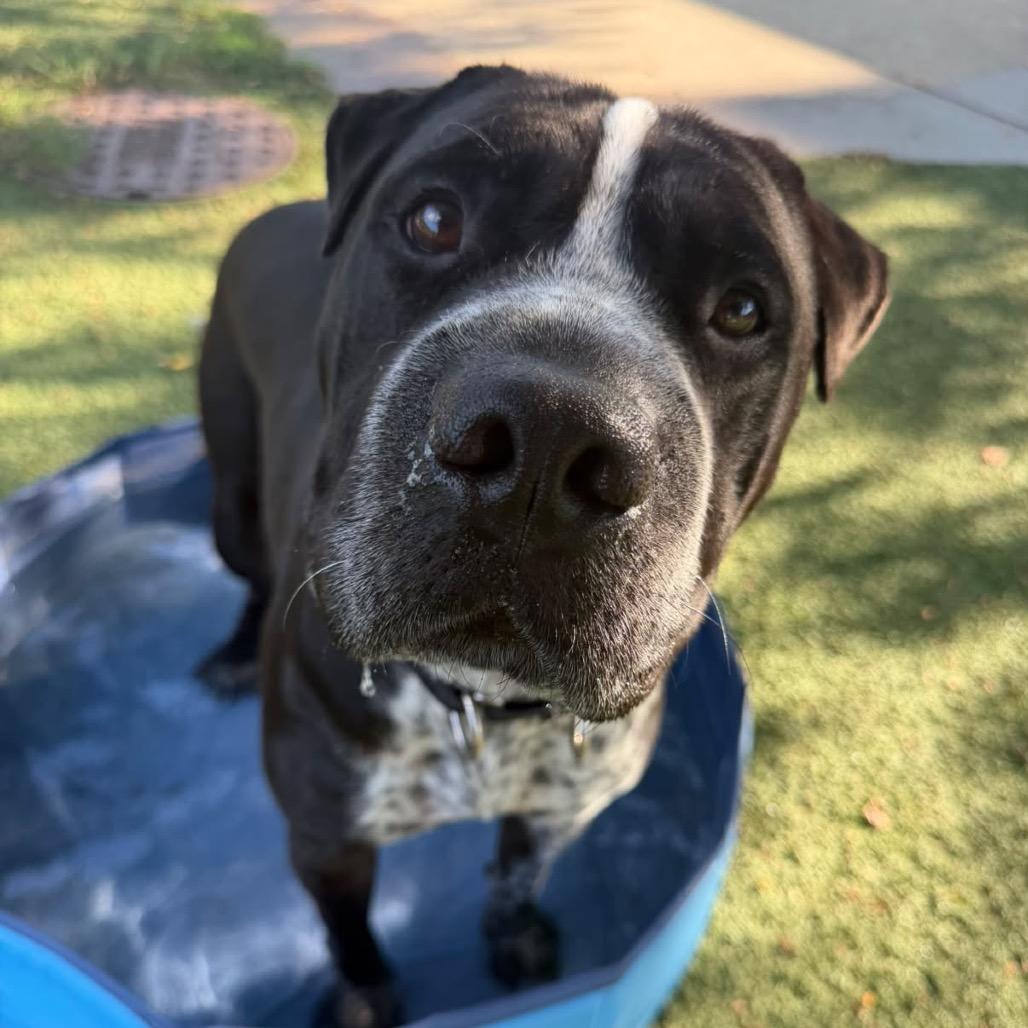 Enlarge Soul, a Adoptable mixed breed in Indianapolis, IN image 6/6