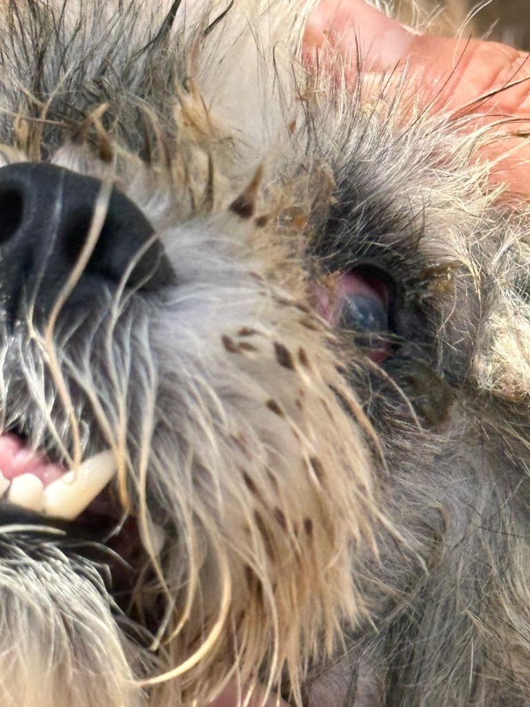 Enlarge Kookie, a Adoptable Shih Tzu in Mangilao, GU image 1/6