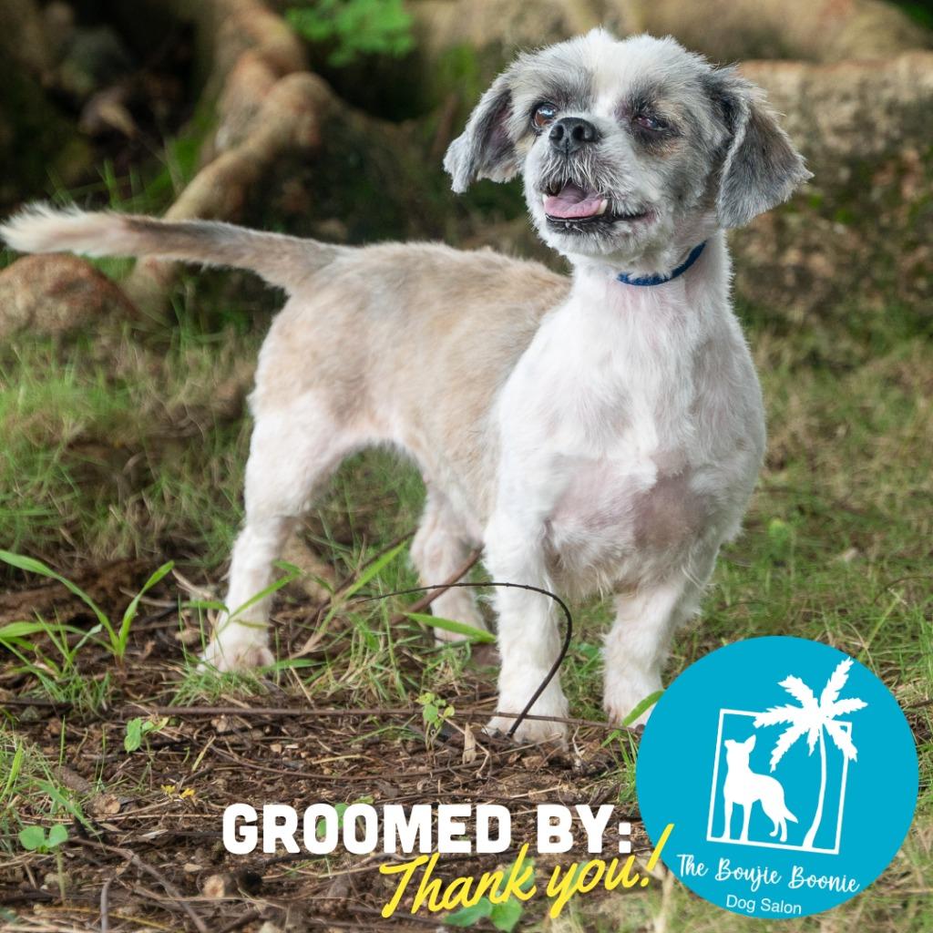 Enlarge Kookie, a Adoptable Shih Tzu in Mangilao, GU image 2/6
