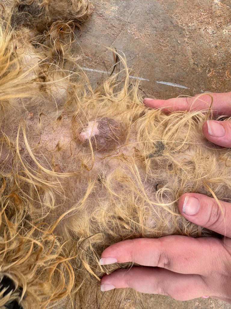 Enlarge Kookie, a Adoptable Shih Tzu in Mangilao, GU image 4/6