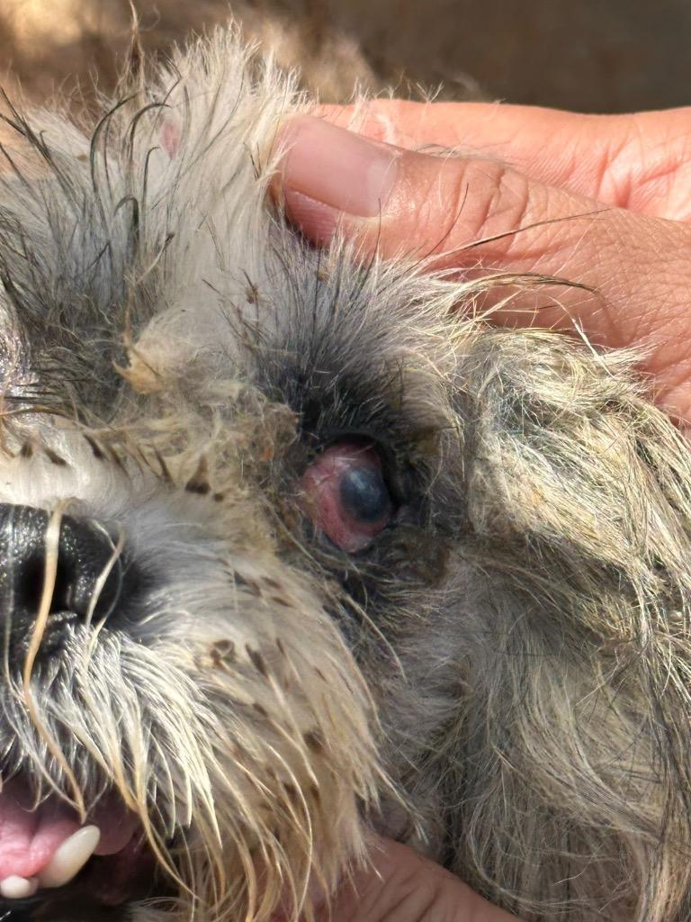 Enlarge Kookie, a Adoptable Shih Tzu in Mangilao, GU image 5/6