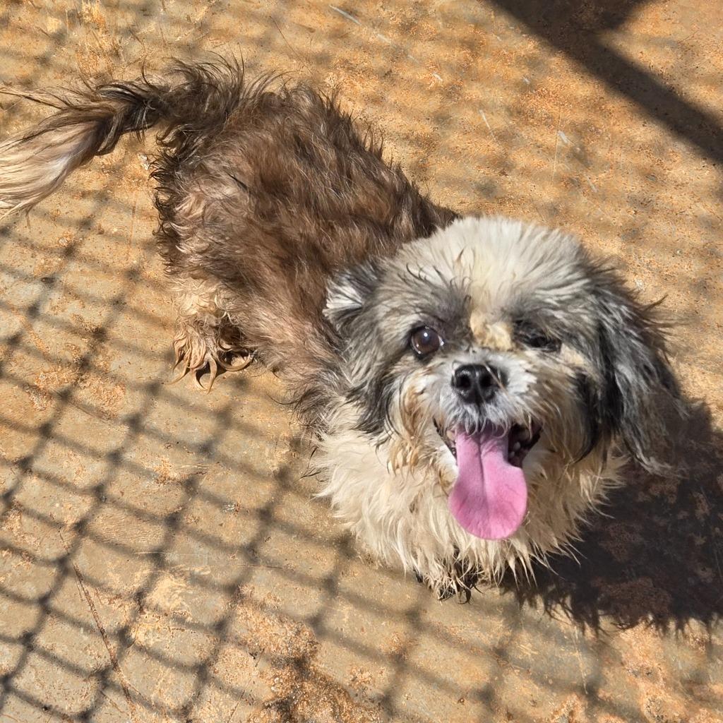 Enlarge Kookie, a Adoptable Shih Tzu in Mangilao, GU image 6/6