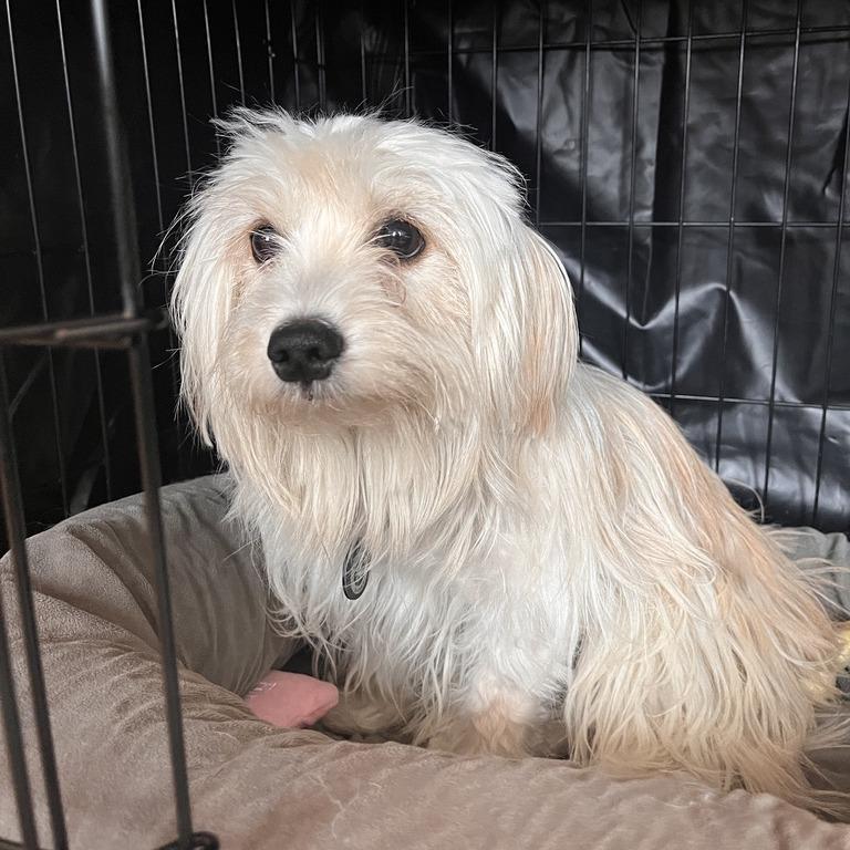Apple, a Adoptable Havanese in Brooklyn, NY image 1/5