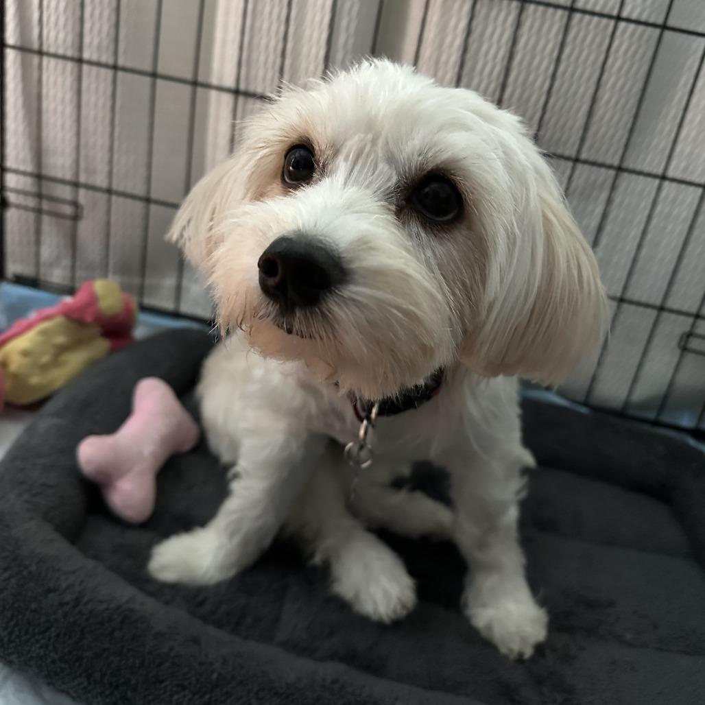 Apple, a Adoptable Havanese in Brooklyn, NY image 2/5