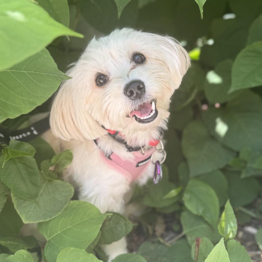 Apple, a Adoptable Havanese in Brooklyn, NY image 3/5