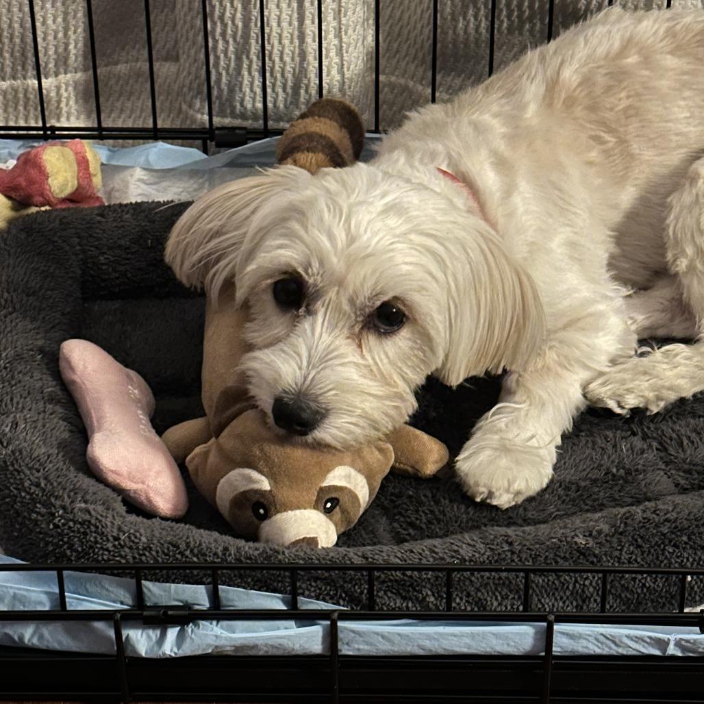 Apple, a Adoptable Havanese in Brooklyn, NY image 4/5