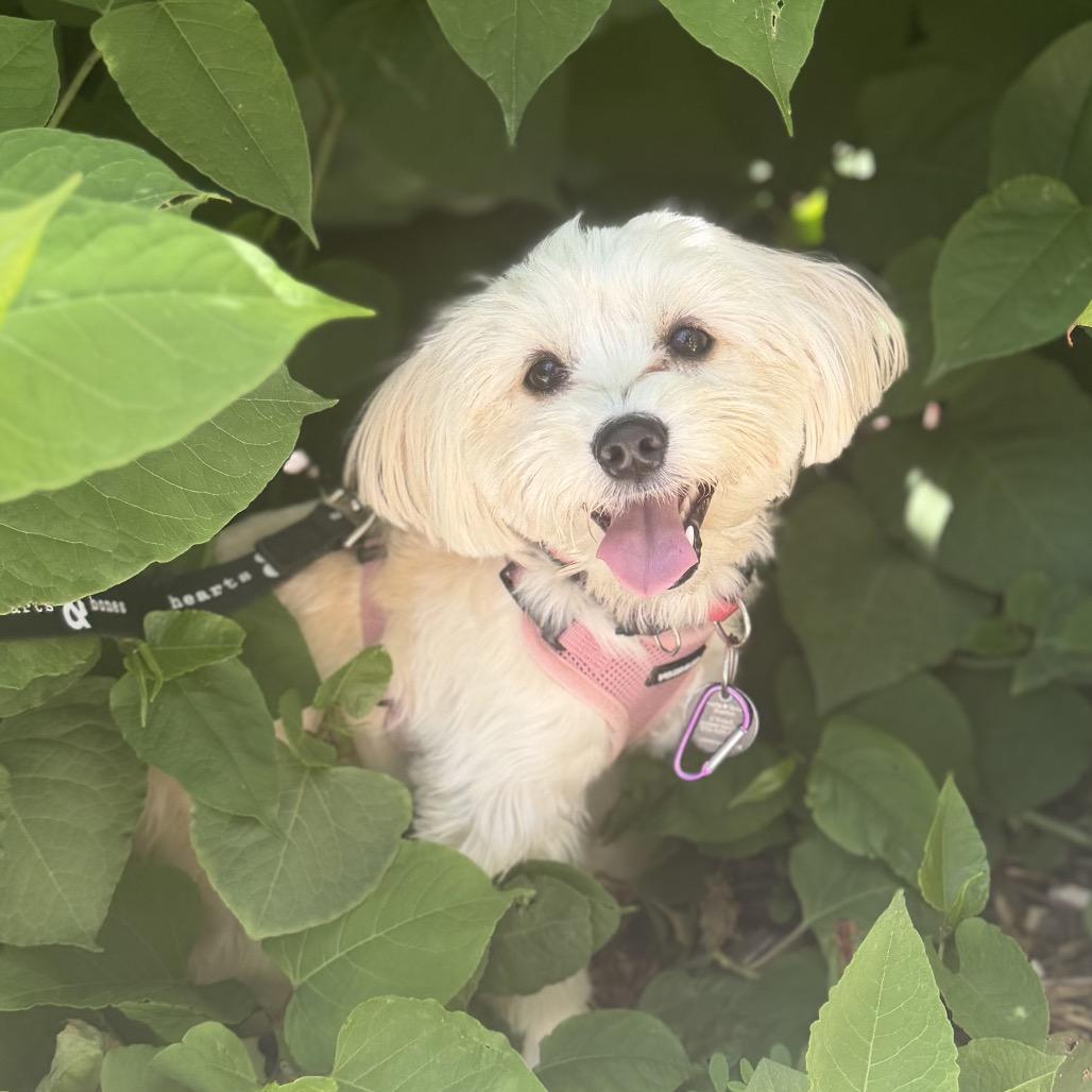 Apple, a Adoptable Havanese in Brooklyn, NY image 5/5