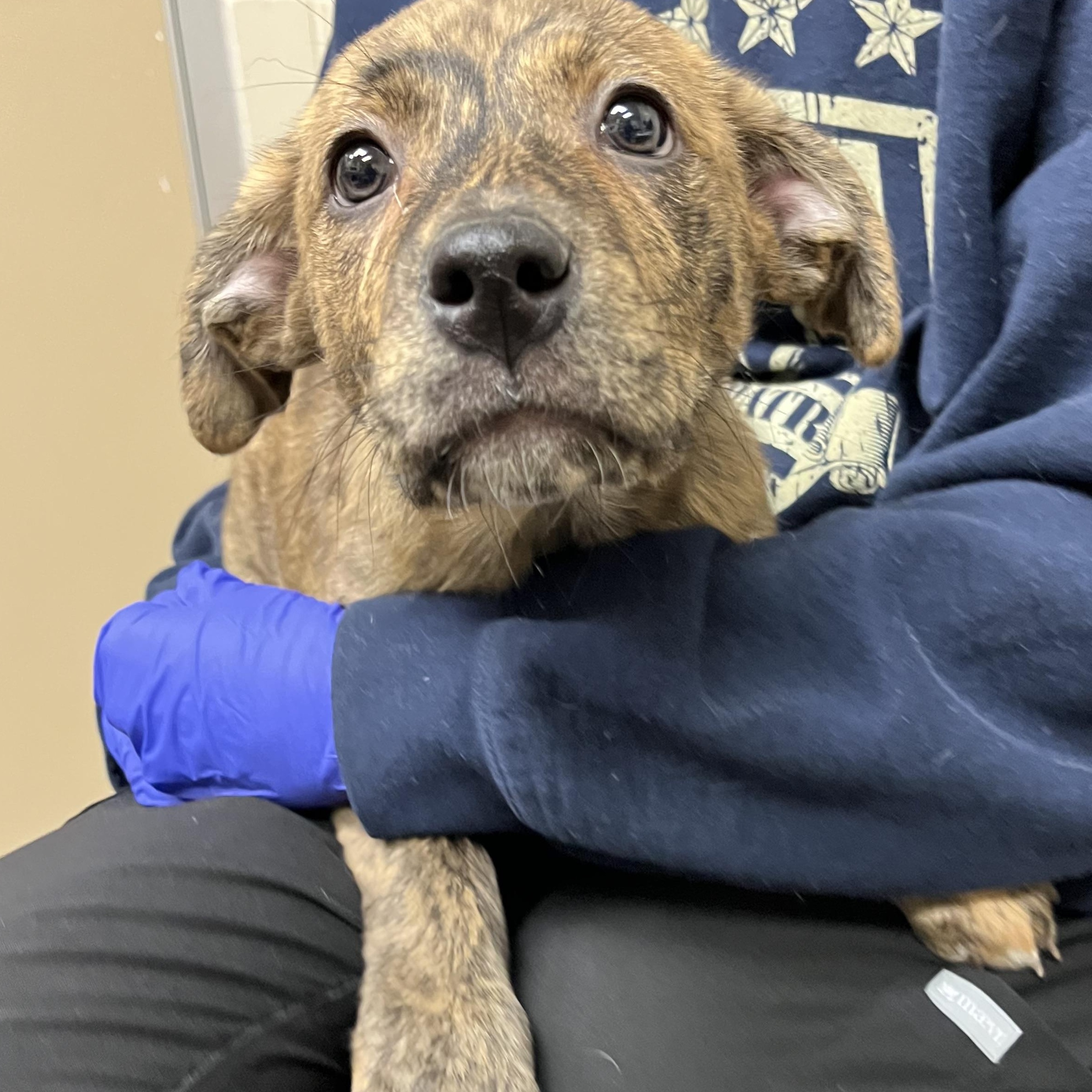 Enlarge Faye, an adopted mixed breed in Kearney, NE image 1/1