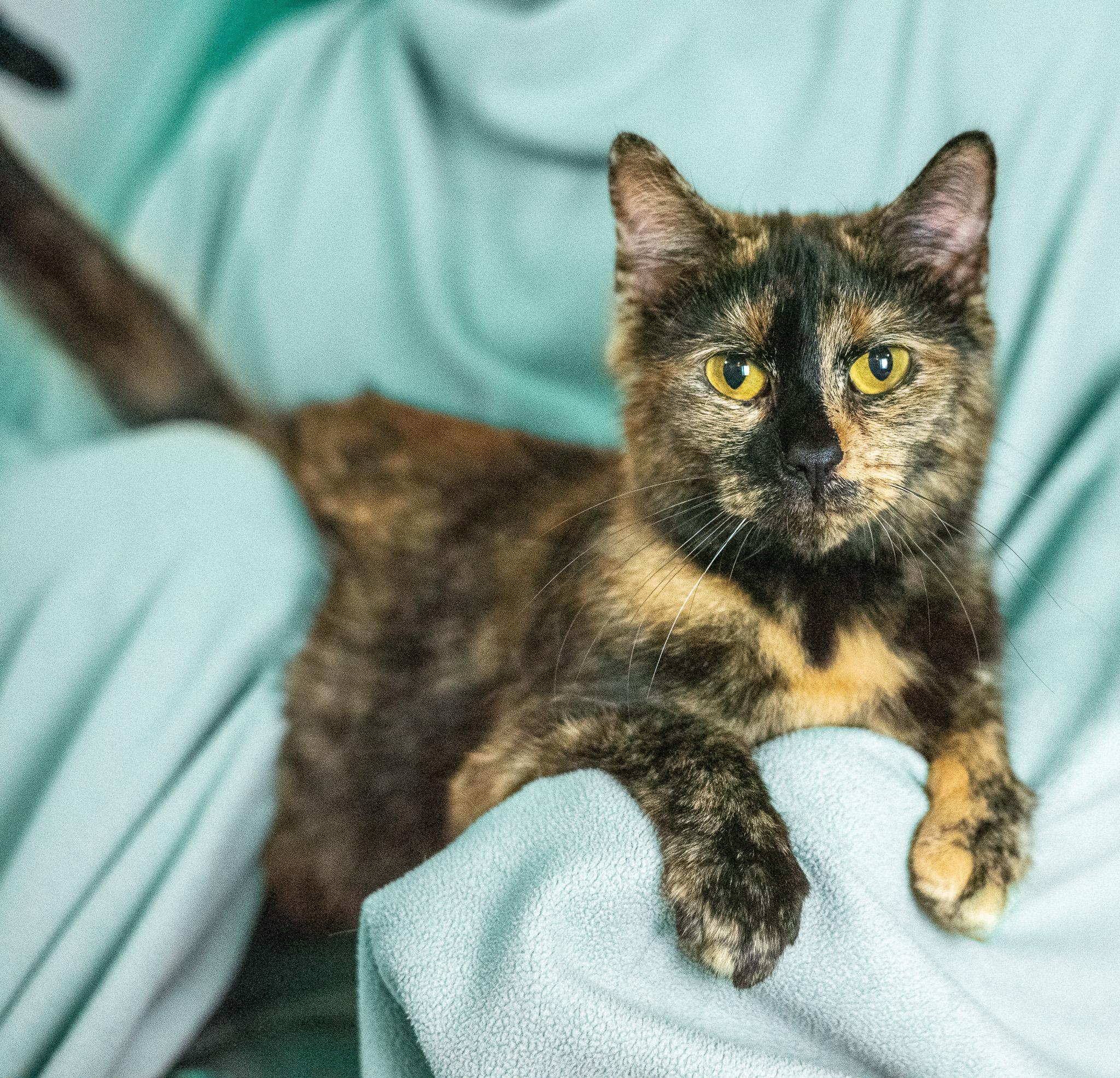 Pumpernickel, Adoptable, Adult Female American Shorthair.