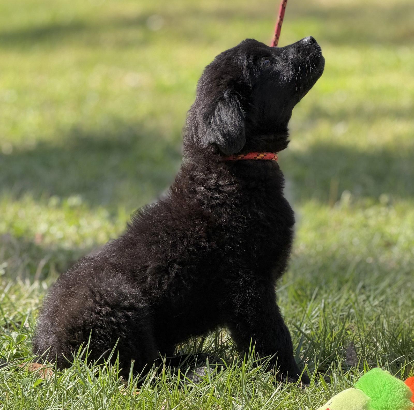 Enlarge DUBLIN, a Adopted Shepherd in Locust Fork, AL image 1/3