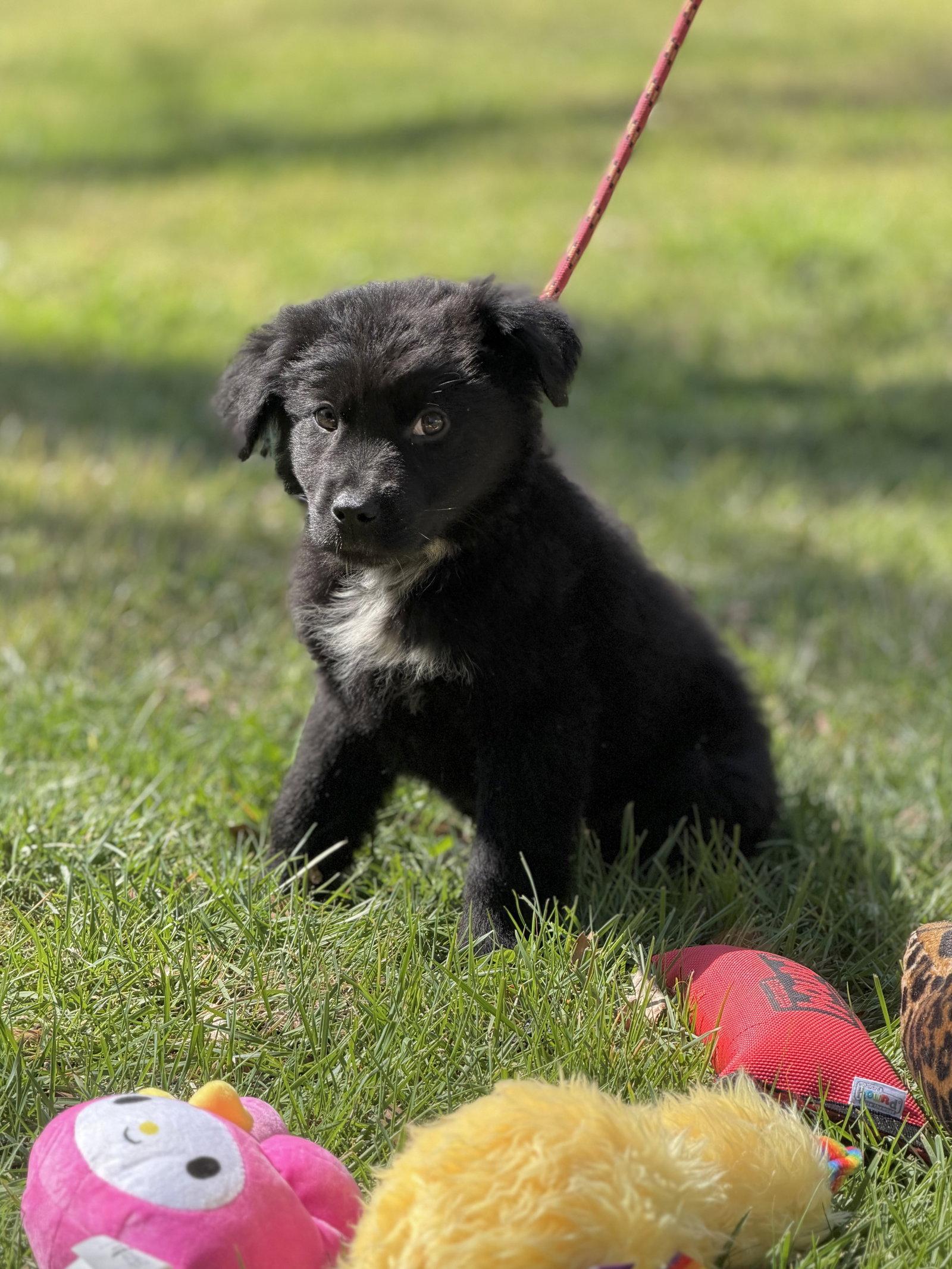 Enlarge DUBLIN, a Adopted Shepherd in Locust Fork, AL image 3/3
