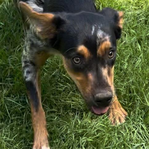 Enlarge Maryann, a Adoptable Mixed Breed in Jena, LA image 1/1