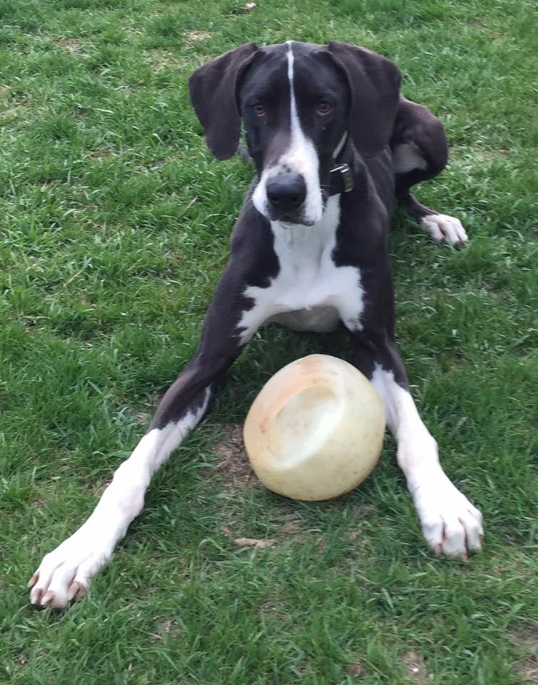 Merci', a Adoptable Great Dane in Reinbeck, IA image 1/3