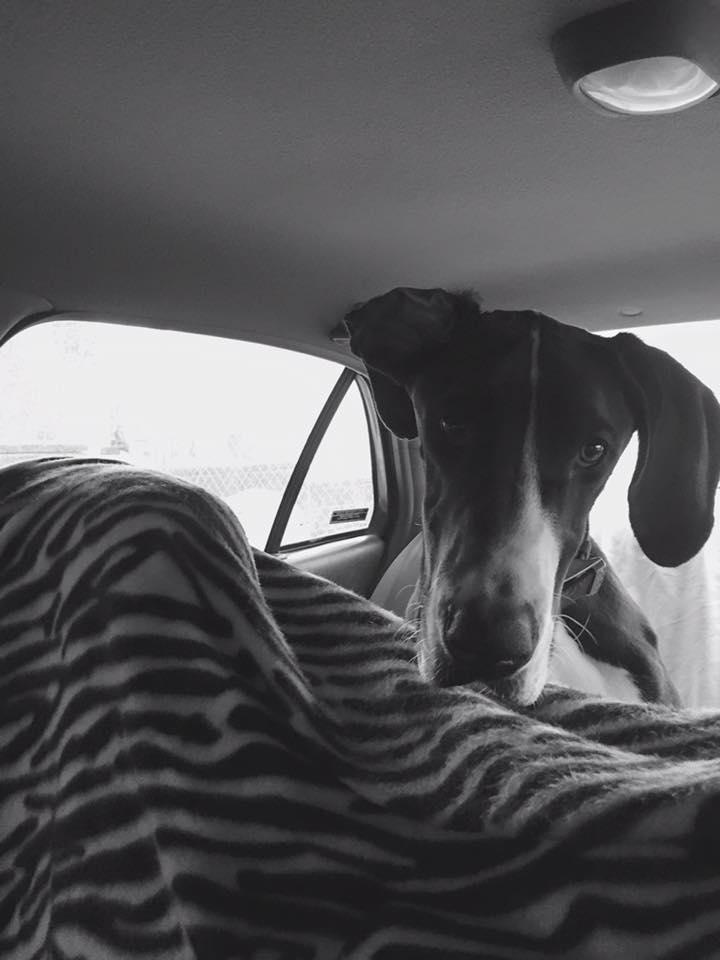 Merci', a Adoptable Great Dane in Reinbeck, IA image 2/3