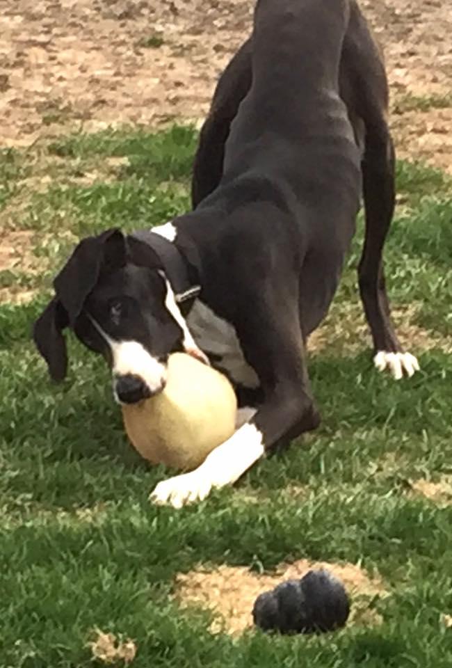 Merci', a Adoptable Great Dane in Reinbeck, IA image 3/3