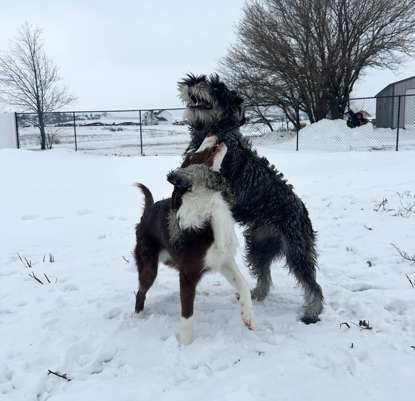 Enlarge Cooper, a ADOPTABLE Giant Schnauzer in Cedar Rapids, IA image 5/6