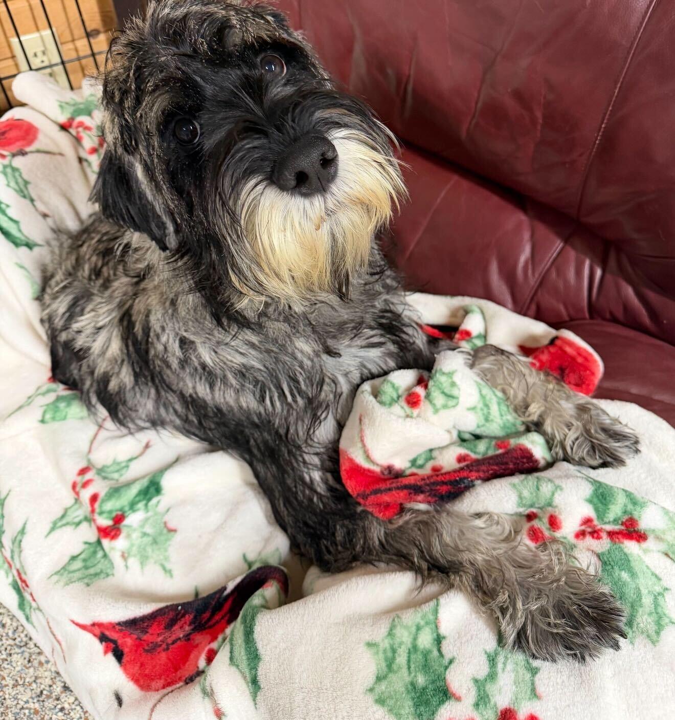 Enlarge Cooper, a ADOPTABLE Giant Schnauzer in Cedar Rapids, IA image 3/6