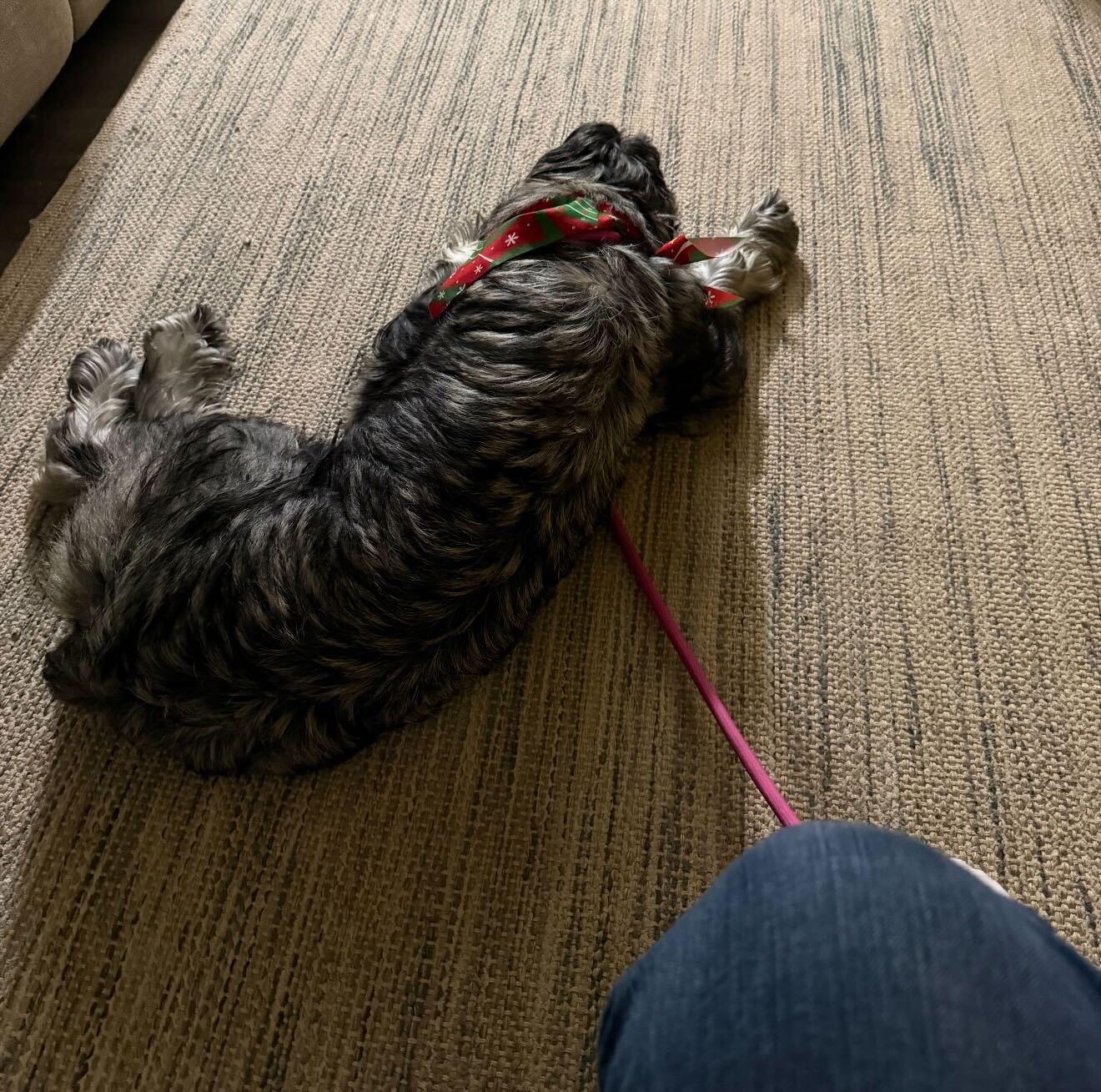 Enlarge Cooper, a ADOPTABLE Giant Schnauzer in Cedar Rapids, IA image 4/6