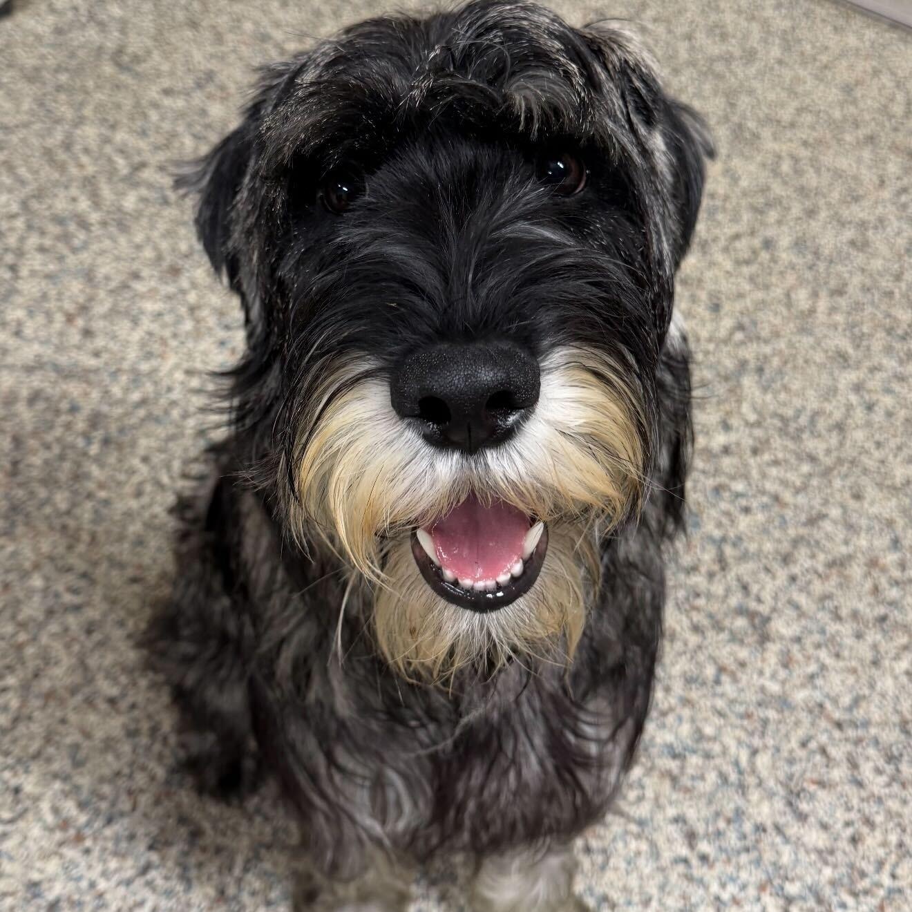 Enlarge Cooper, a ADOPTABLE Giant Schnauzer in Cedar Rapids, IA image 1/6