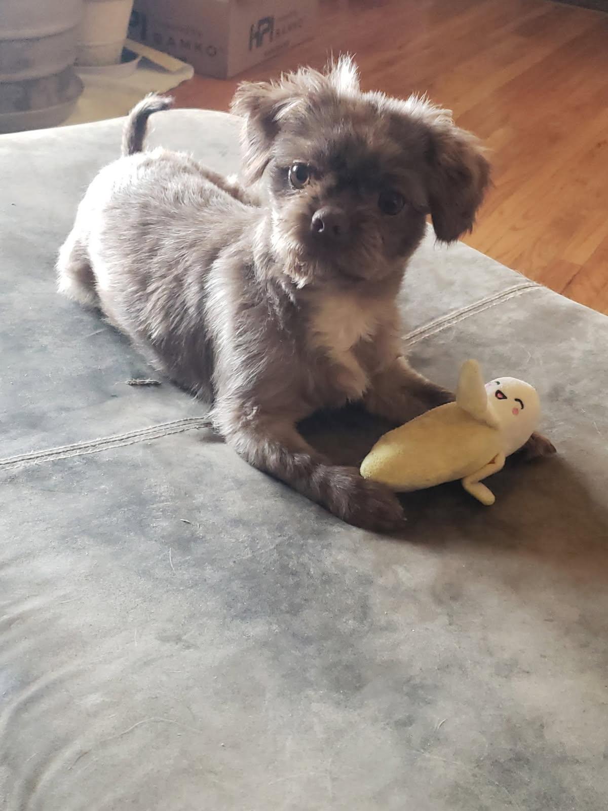 Enlarge Tillie, an adopted mixed breed in Garden City, MI image 1/1