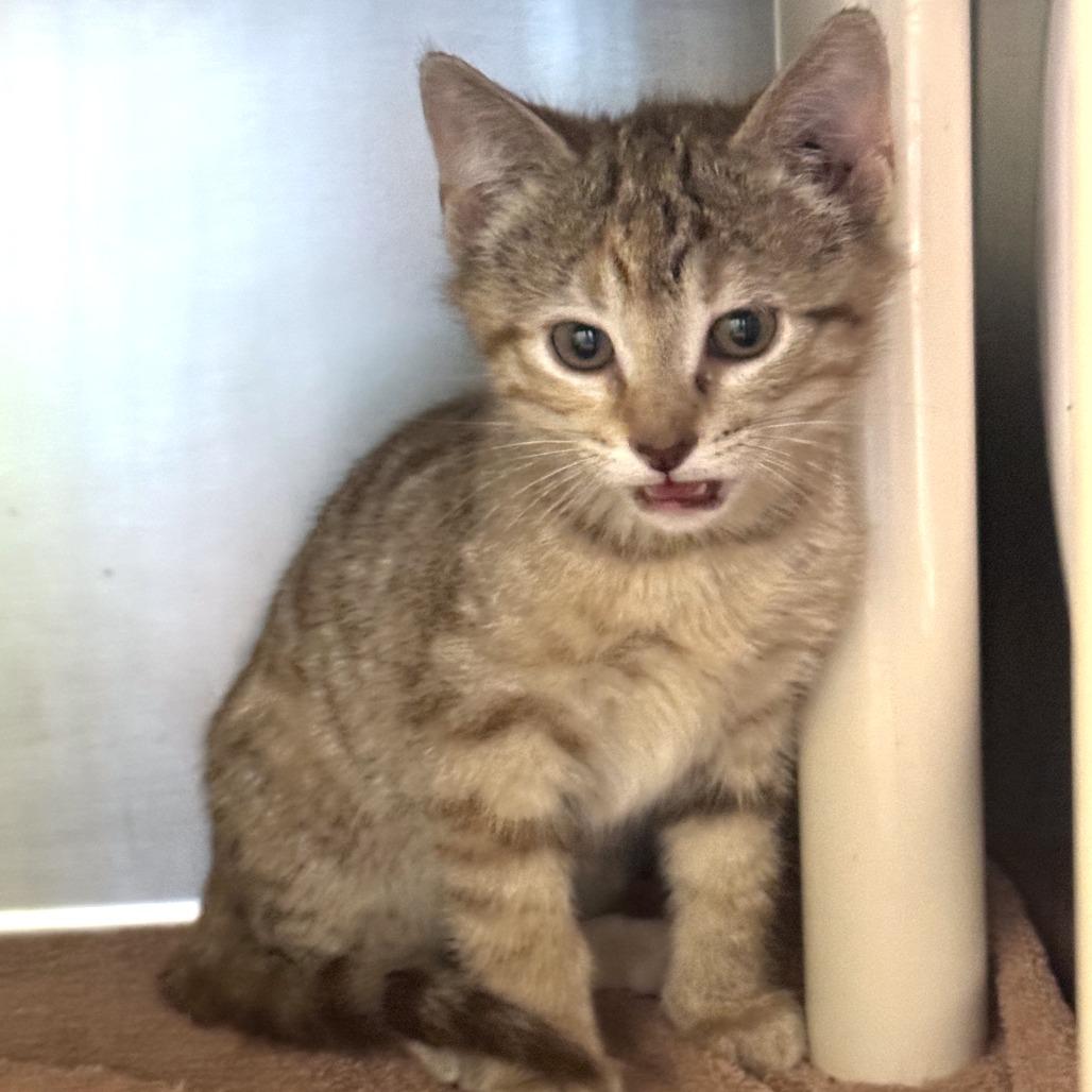 Wiper Fluid, a Adoptable Domestic Short Hair in Cheyenne, WY image 1/2