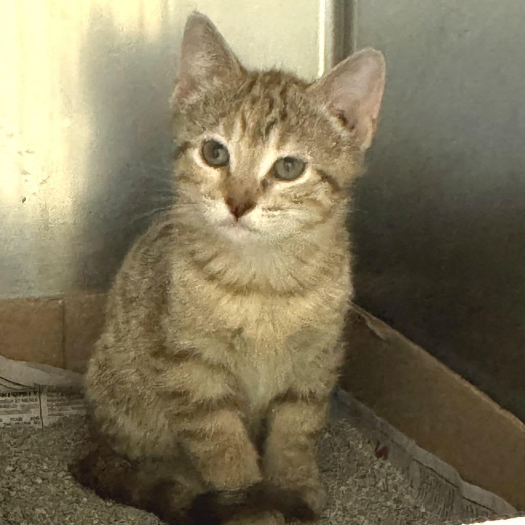 Wiper Fluid, a Adoptable Domestic Short Hair in Cheyenne, WY image 2/2